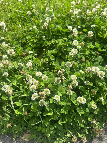 white clover