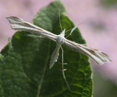 Gillmeria pallidactyla