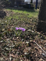 Crocus vernus