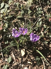 Crocus vernus