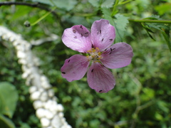 Sidastrum tehuacanum