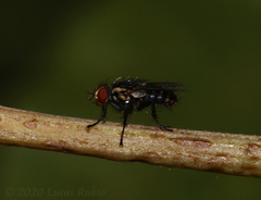 Oxysarcodexia culmiforceps