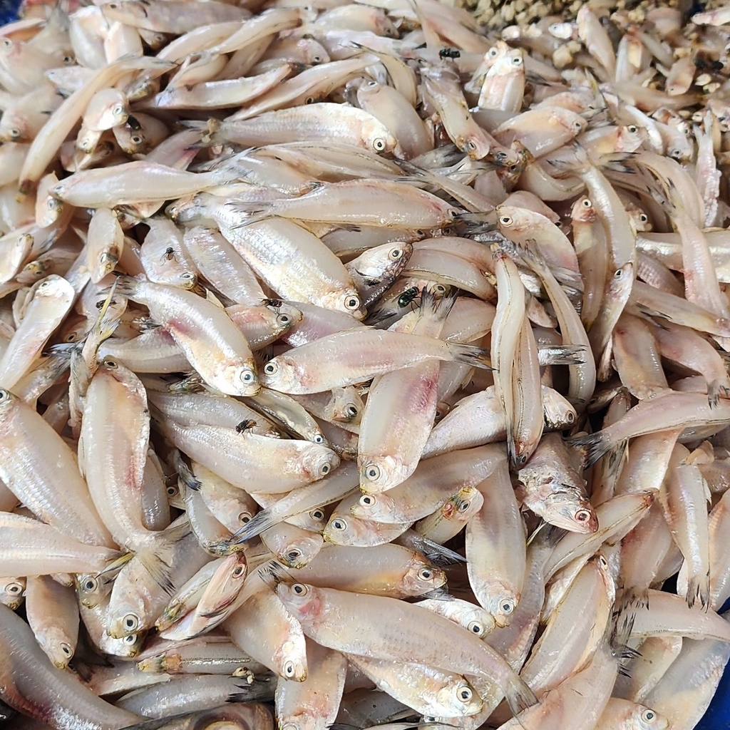 Deep Herring