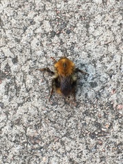 Bombus pascuorum