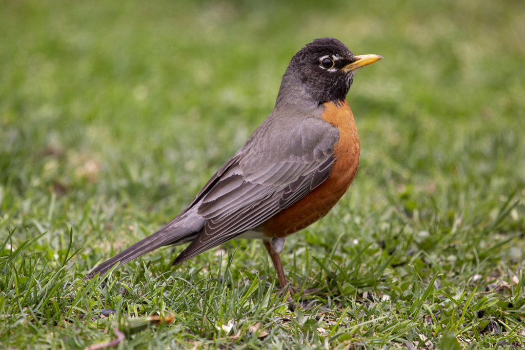 European robin guide: diet, habitat and species facts - Discover