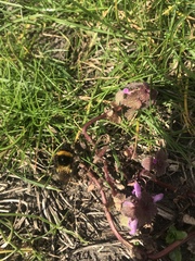 Bombus
