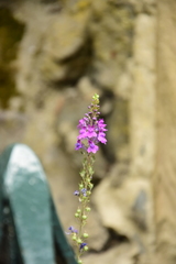 Linaria purpurea