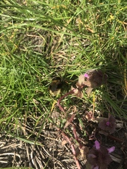 Bombus