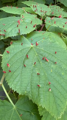Red Nail Gall Mite, Houtlaan, Leiden, South Holland, NL, photo 6 of 10