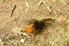 Erithacus rubecula