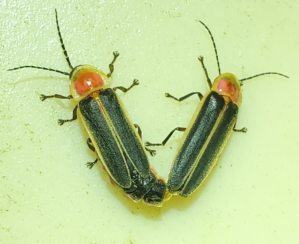 Short-flash Firefly