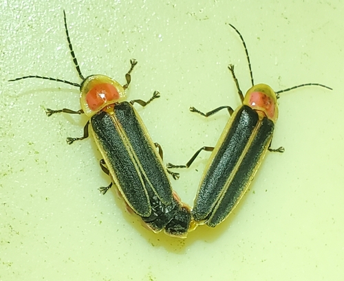 Short-flash Firefly