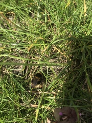 Bombus