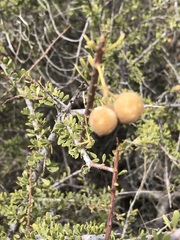 Boscia foetida