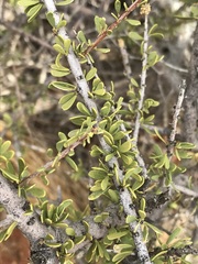 Boscia foetida