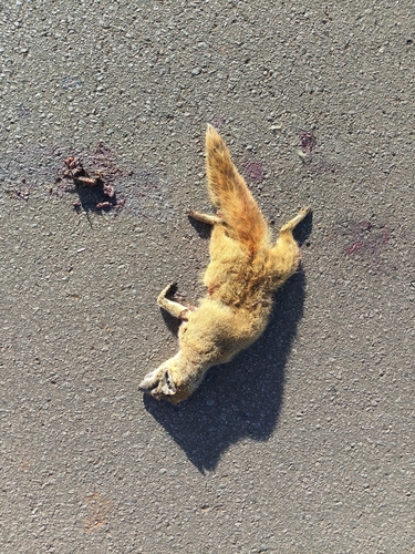 Yellow Mongoose
