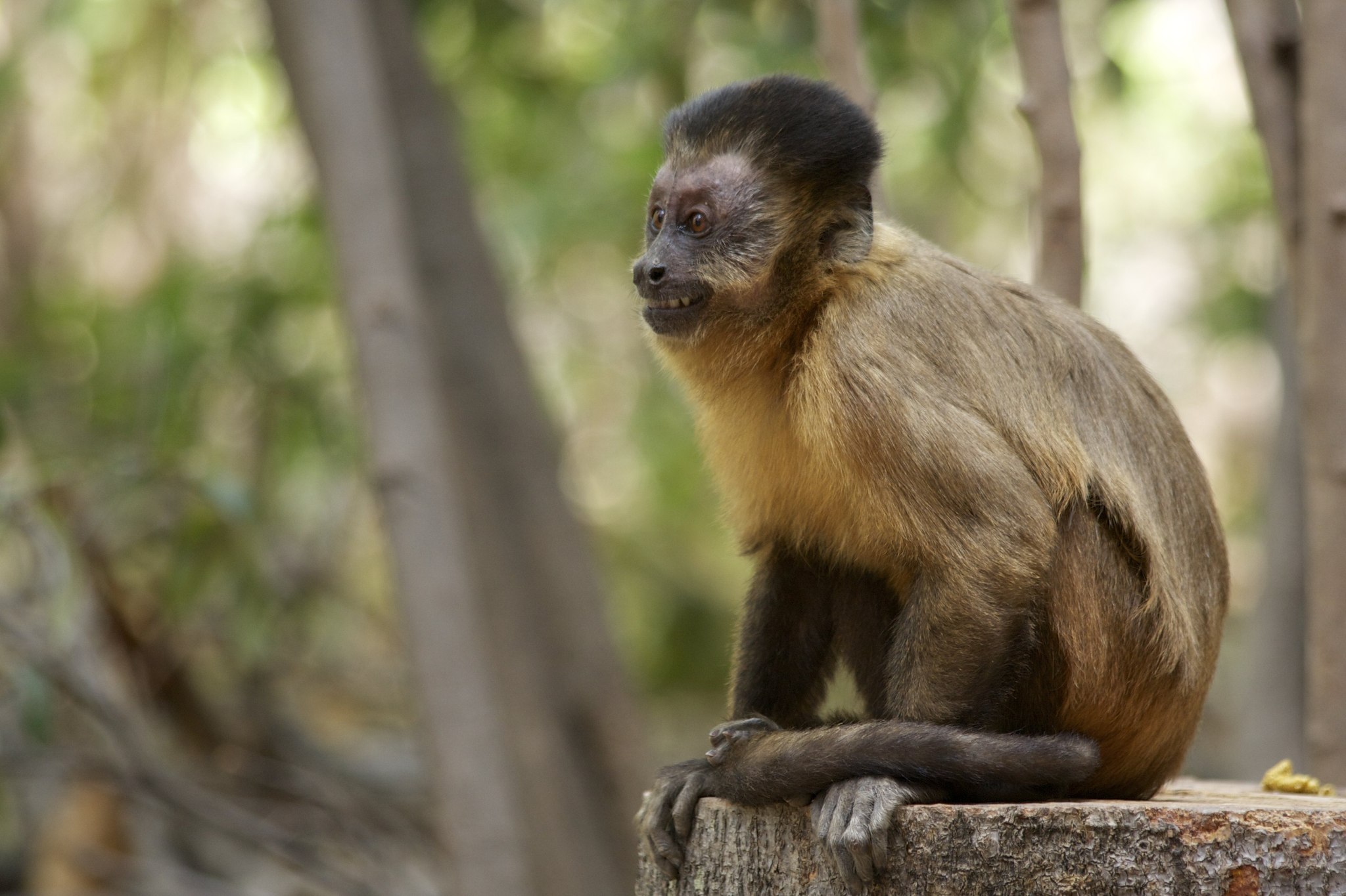 Macaco-prego (Cebus libidinosus)