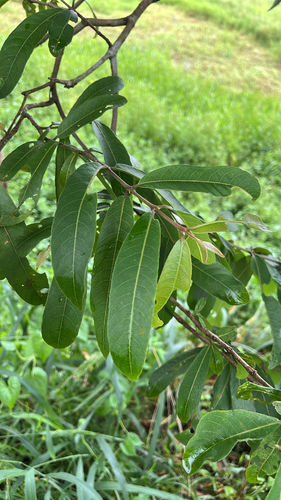 Arjun tree