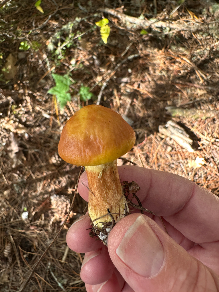 Suillus grevillei · April 2026 · photo: © nicolamh (iNaturalist, CC)