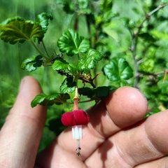 Ribes lobbii