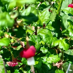 Ribes lobbii, photograph author not stated, no rights reserved