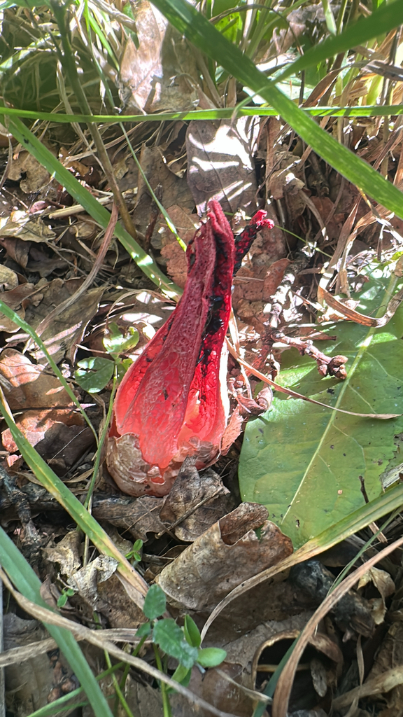 Clathrus archeri · April 2026 · photo: © nicolamh (iNaturalist, CC)
