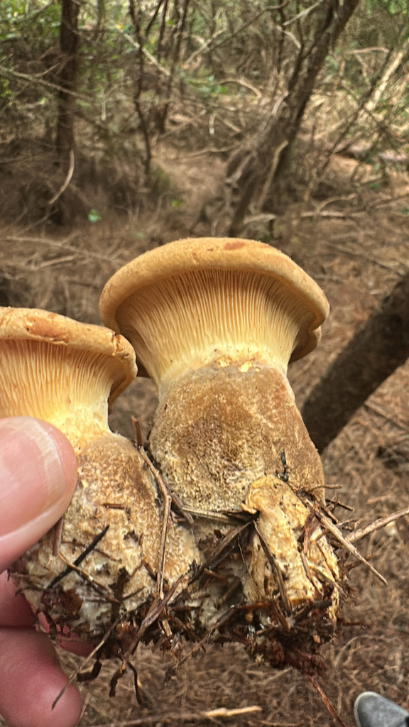Tapinella atrotomentosa · April 2026 · photo: © nicolamh (iNaturalist, CC)