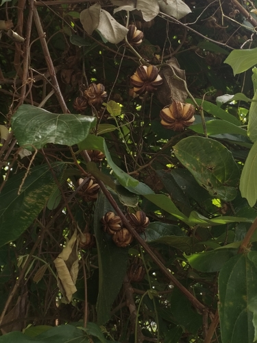 Aristolochia acuminata observed 2026-05-10