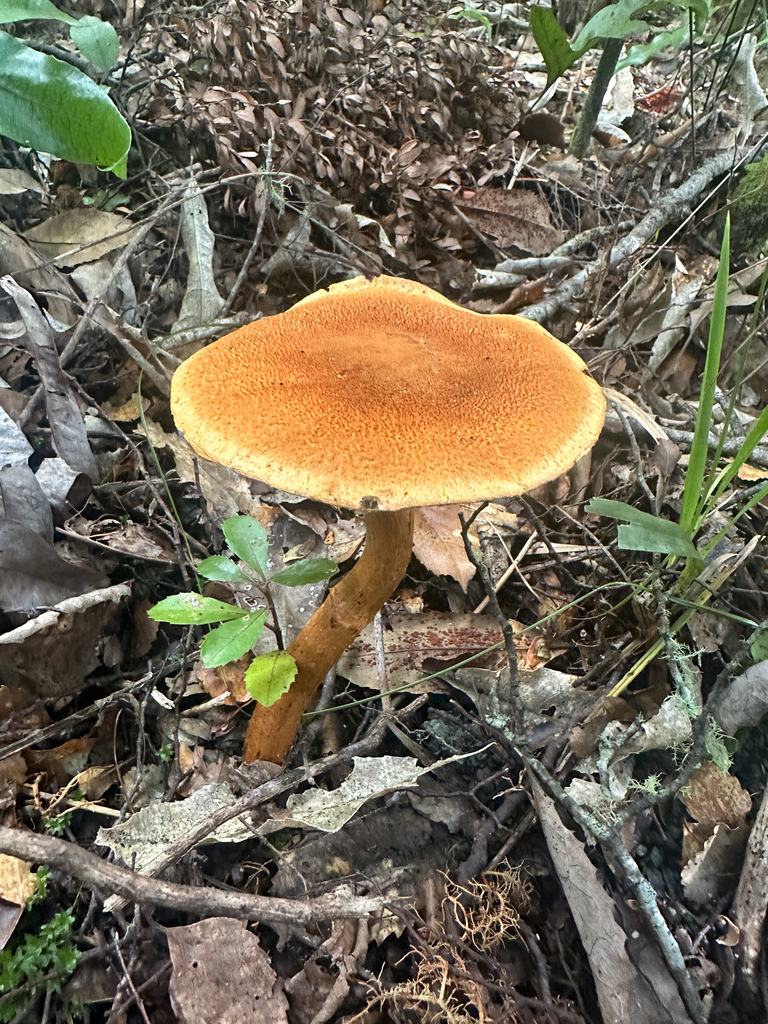 Thaxterogaster castoreus · May 2026 · photo: © nicolamh (iNaturalist, CC)