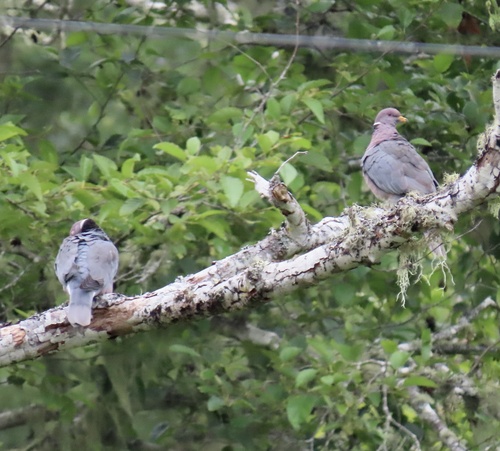 Band-tailed Pigeon observed by geodani