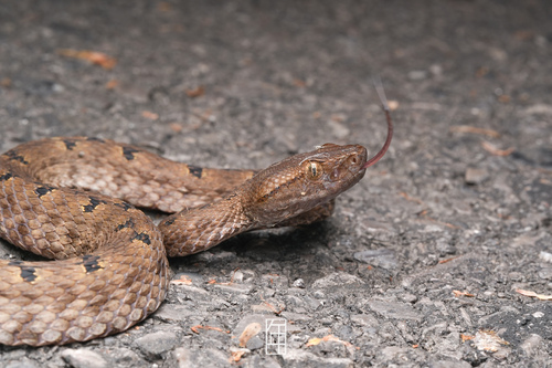 Mao-lan pitviper