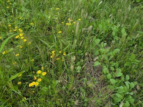Chloris virgata observed 2026-04-18