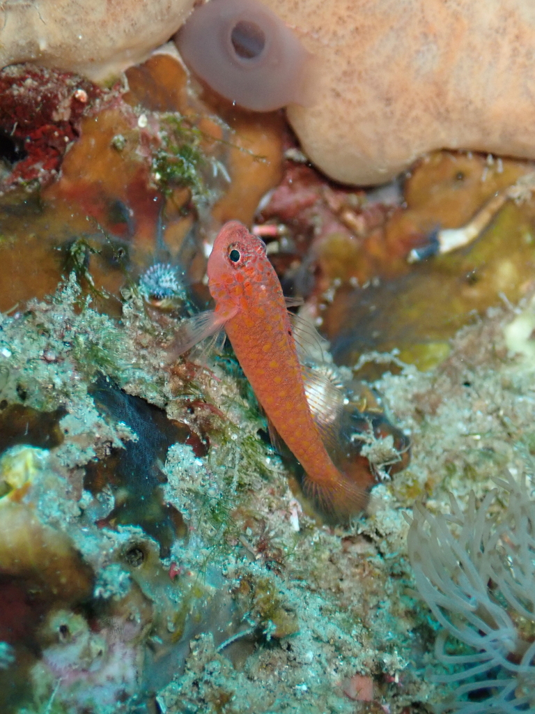 Pawpaw Pygmygoby