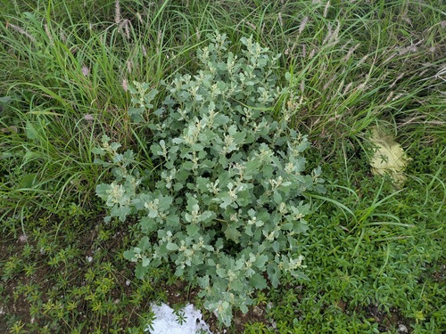 Atriplex muelleri observed 2026-04-18