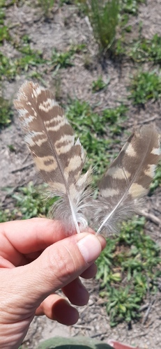 Plume de Hibou des marais