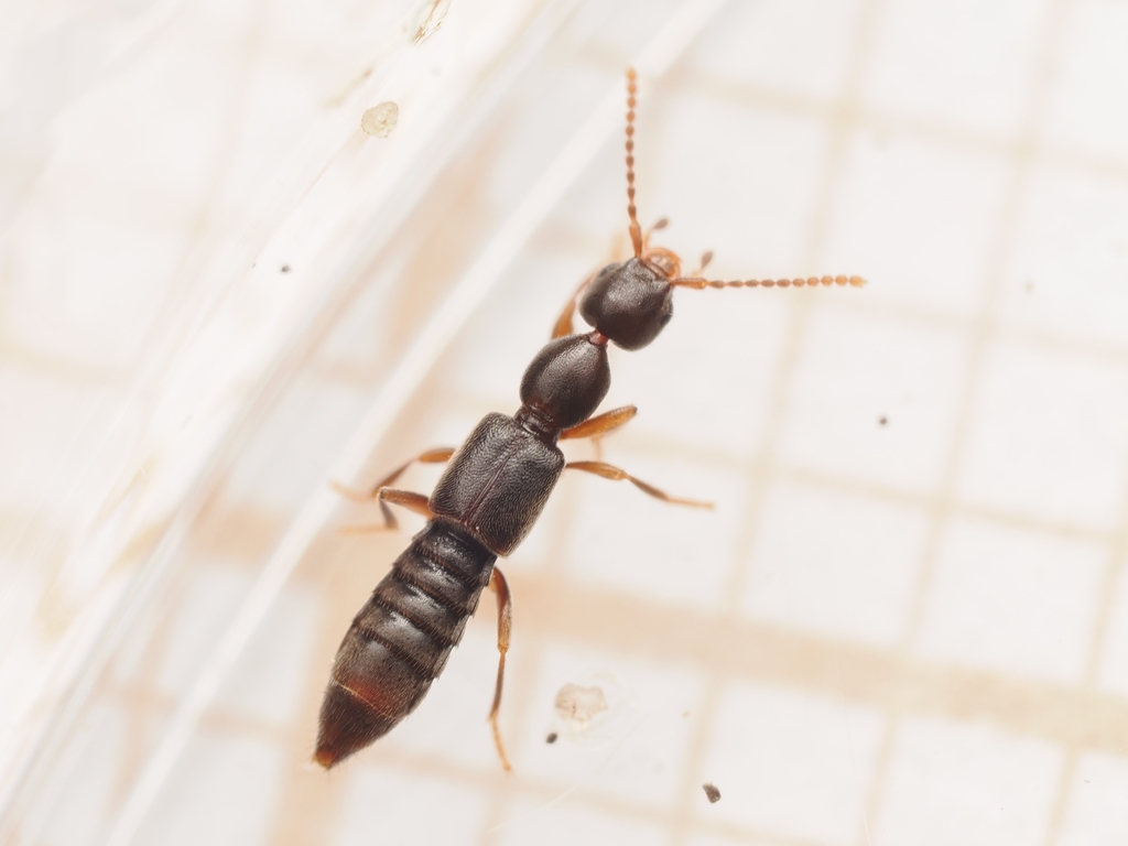 Scopaeus laevigatus