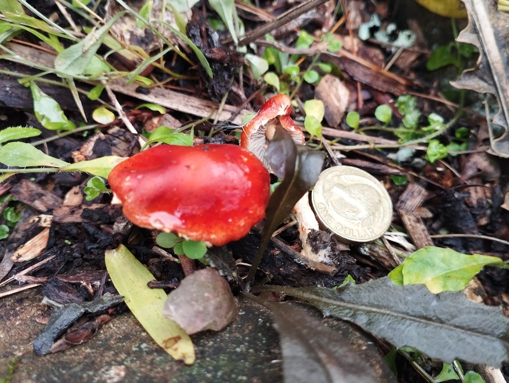 Leratiomyces ceres · May 2026 · photo: © geoffr (iNaturalist, cc0)