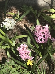 Hyacinthus orientalis