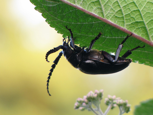 Broad-necked Root Borer