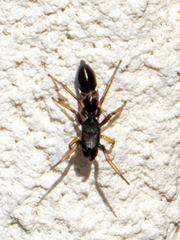 Leptorchestes berolinensis