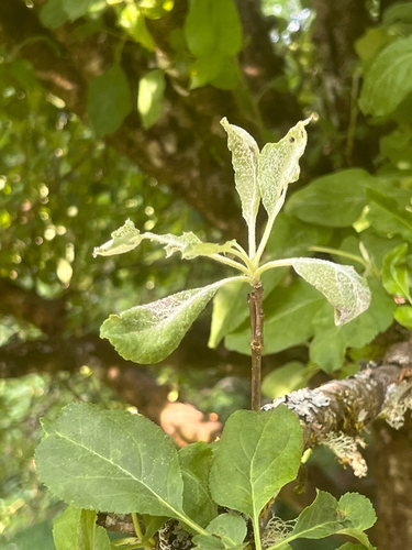 Podosphaera leucotricha