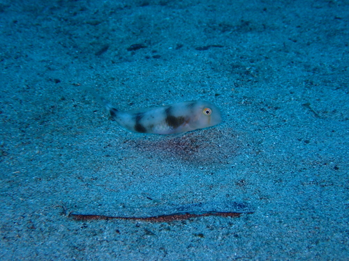 Iniistius aneitensis observed 2026-05-13