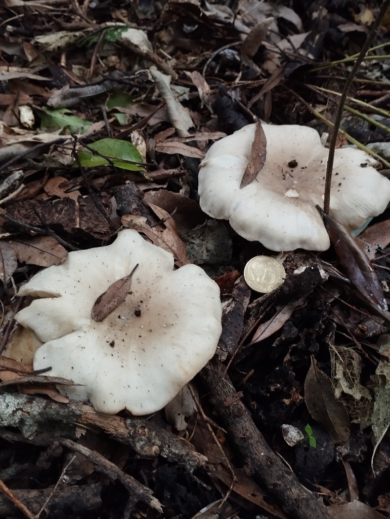 Clitocybe nebularis · May 2026 · photo: © geoffr (iNaturalist, cc0)