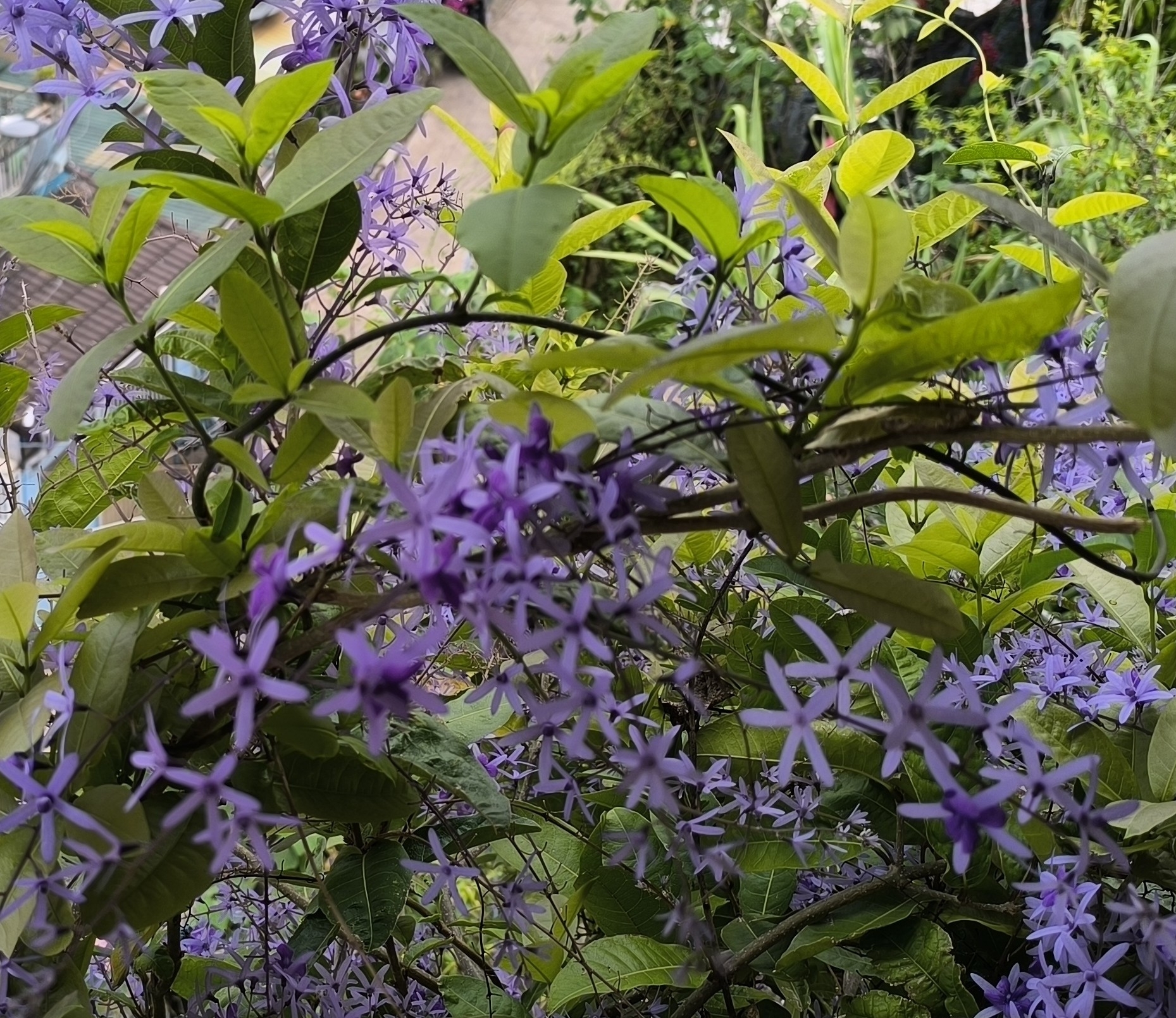 Petrea volubilis — ảnh 2