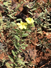 Tribulus pterophorus