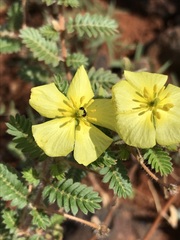 Tribulus pterophorus