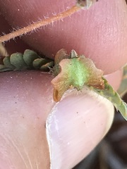 Tribulus pterophorus