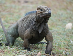 Cyclura cornuta
