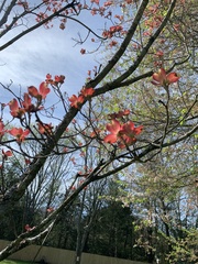 Cornus florida rubra