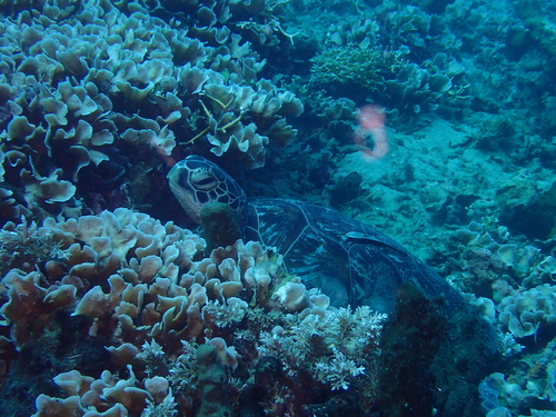 Green Sea Turtle observed by one_marine_biologist